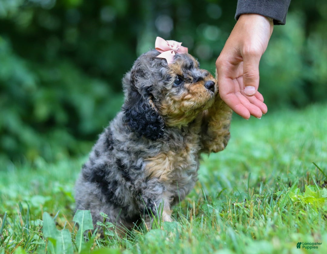 Cockapoo dogs for sale: Angela - Image 10