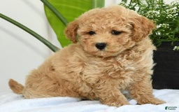 Bichpoo dogs for sale: Ivory - Image 9
