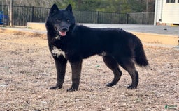 Siberian Husky dogs for sale: Koji - Image 1