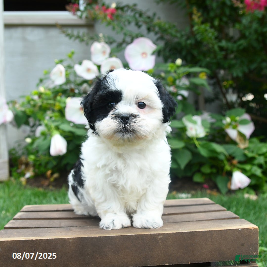 Teddy Bear dogs for sale: Star - Image 4