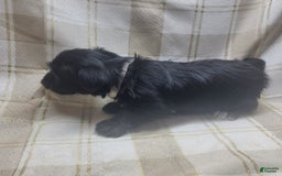 Yorkshire Terrier dogs for sale: 2 Socks - Image 6