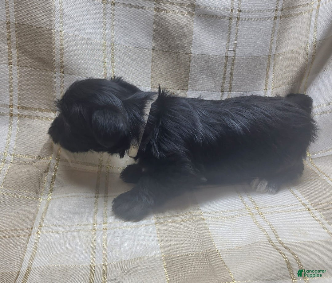 Yorkshire Terrier dogs for sale: 2 Socks - Image 6