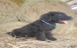 Labradoodle dogs for sale: Finn - Image 5