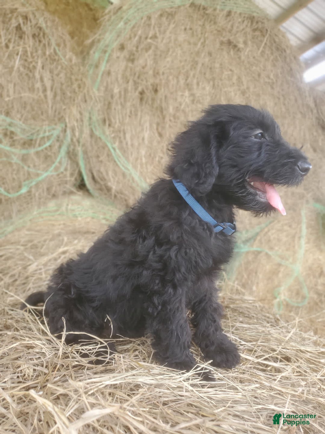 Labradoodle dogs for sale: Finn - Image 5