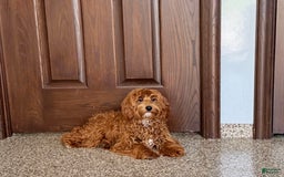 Cockapoo dogs for sale: Bonnie - Image 2
