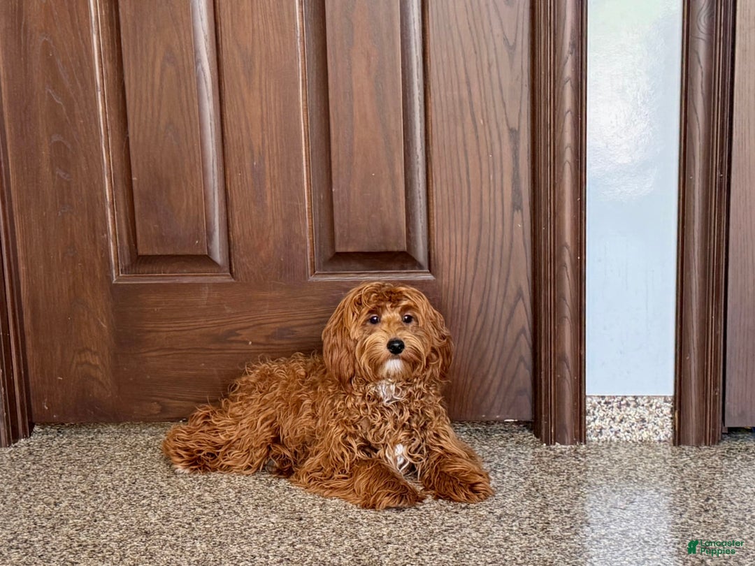 Cockapoo dogs for sale: Bonnie - Image 2