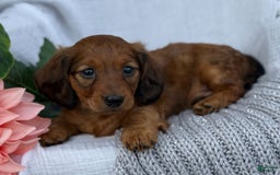 Miniature Dachshund dogs for sale: Max - Image 16