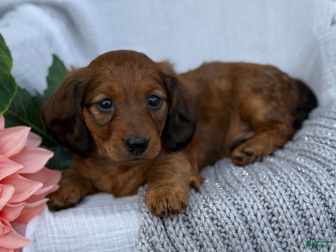 Miniature Dachshund dogs for sale: Max - Image 16