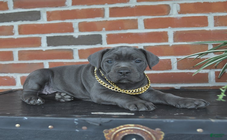 Cane Corso dogs - Advert 36