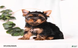 Yorkshire Terrier dogs for sale: Zade - Image 5