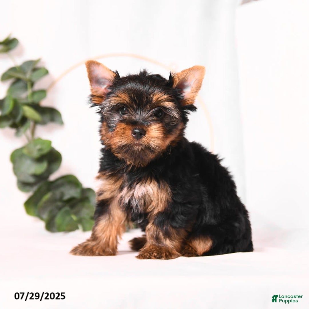 Yorkshire Terrier dogs for sale: Zade - Image 5