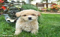 Maltipoo dogs for sale: Flori - Image 2