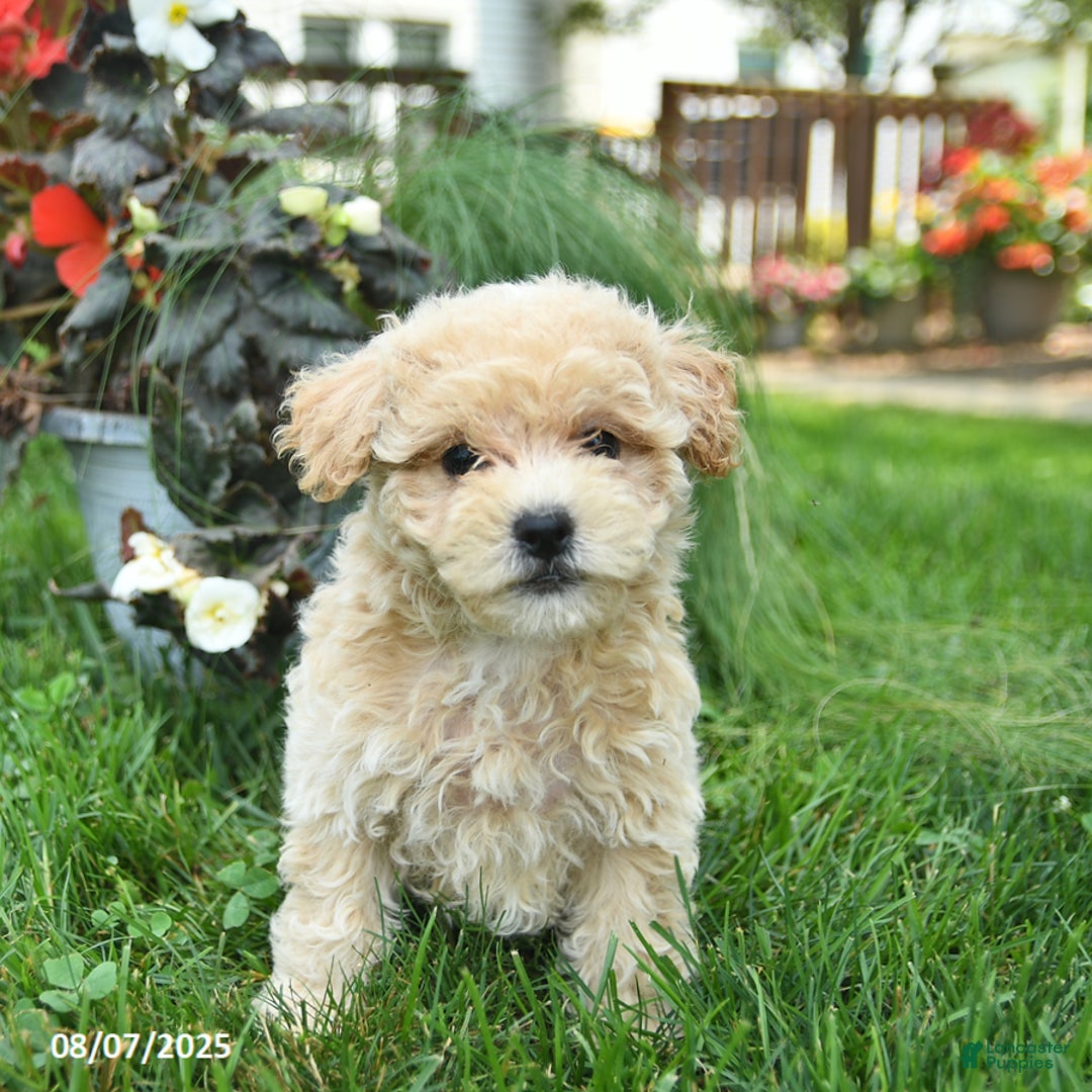 Maltipoo dogs for sale: Flori - Image 2