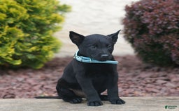 Belgian Malinois dogs for sale: Dawson - Image 1