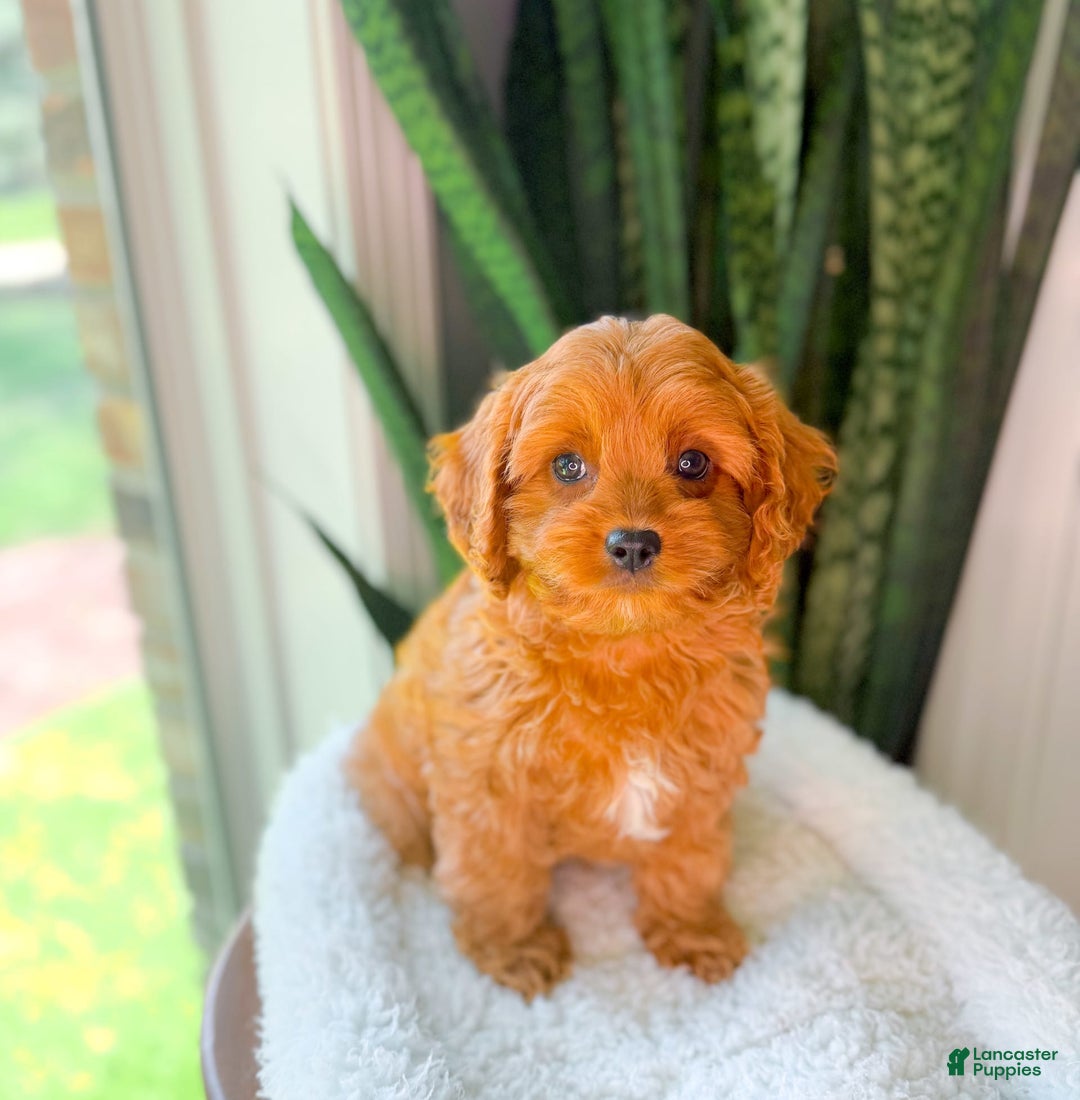 Cavapoo dogs for sale: Ike - Image 4