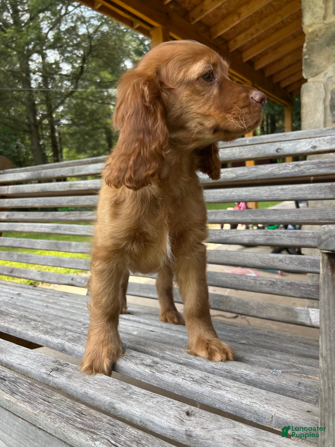 Cocker Spaniel dogs for sale: Maxie - Image 5