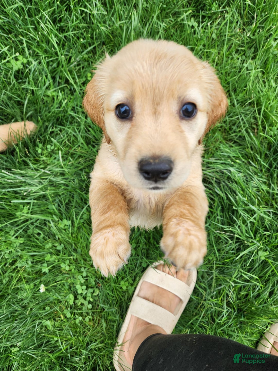 Golden Retriever dogs for sale: Miss Mint - Image 1