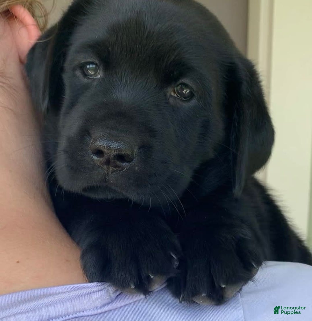 Labrador Retriever dogs for sale: Lilly - Image 7