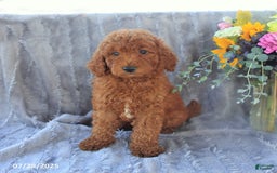 Mini Goldendoodle dogs for sale: Ulysses - Image 7