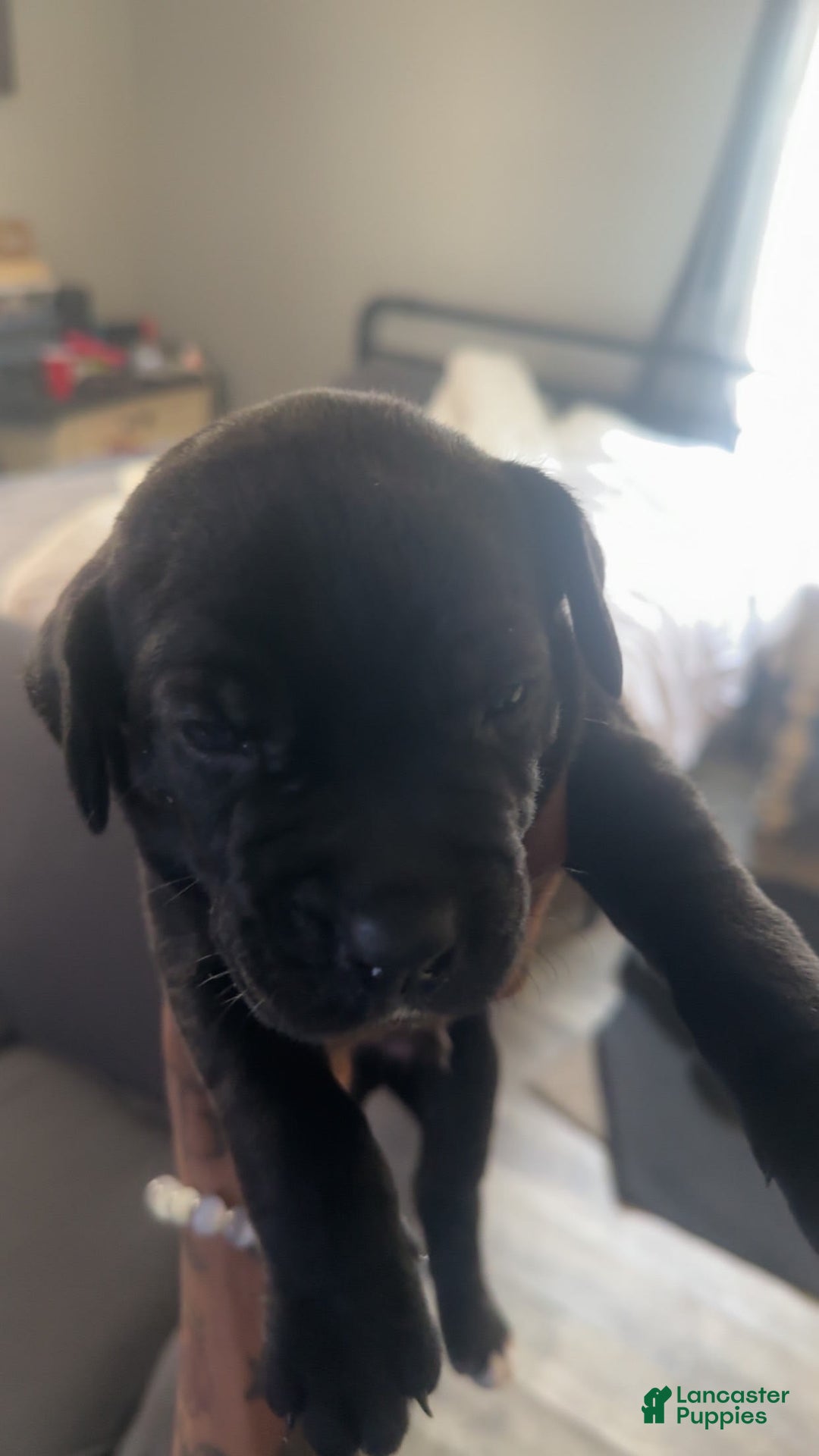 Cane Corso dogs for sale: Pink - Image 2