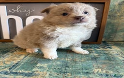 Pomeranian dogs for sale: Alex - Image 12