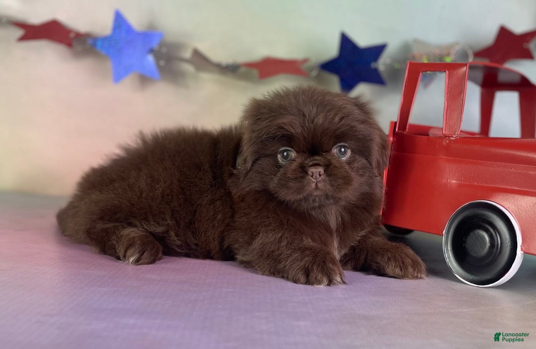 Pekingese dogs for sale: Akc Chocolate Mocha Dna Ofa - Image 5