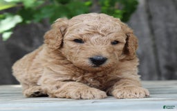Standard Poodle dogs for sale: Bristol Moyen - Image 1