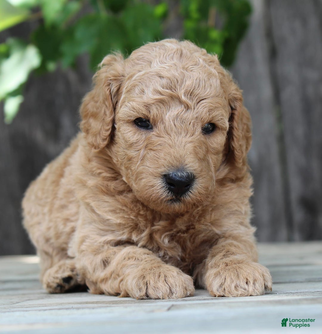 Standard Poodle dogs for sale: Bristol Moyen - Image 1