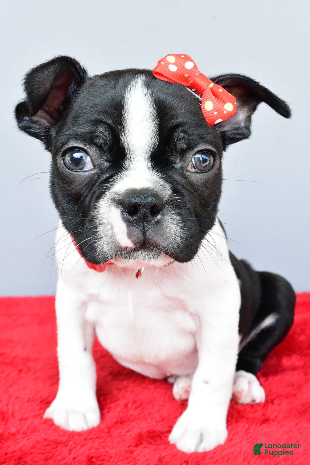 Boston Terrier dogs for sale: Mason - Image 2