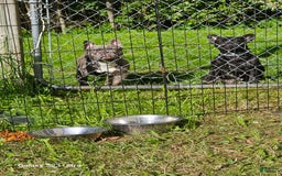 French Bulldog dogs for sale: Fluffy Female Liz - Image 12