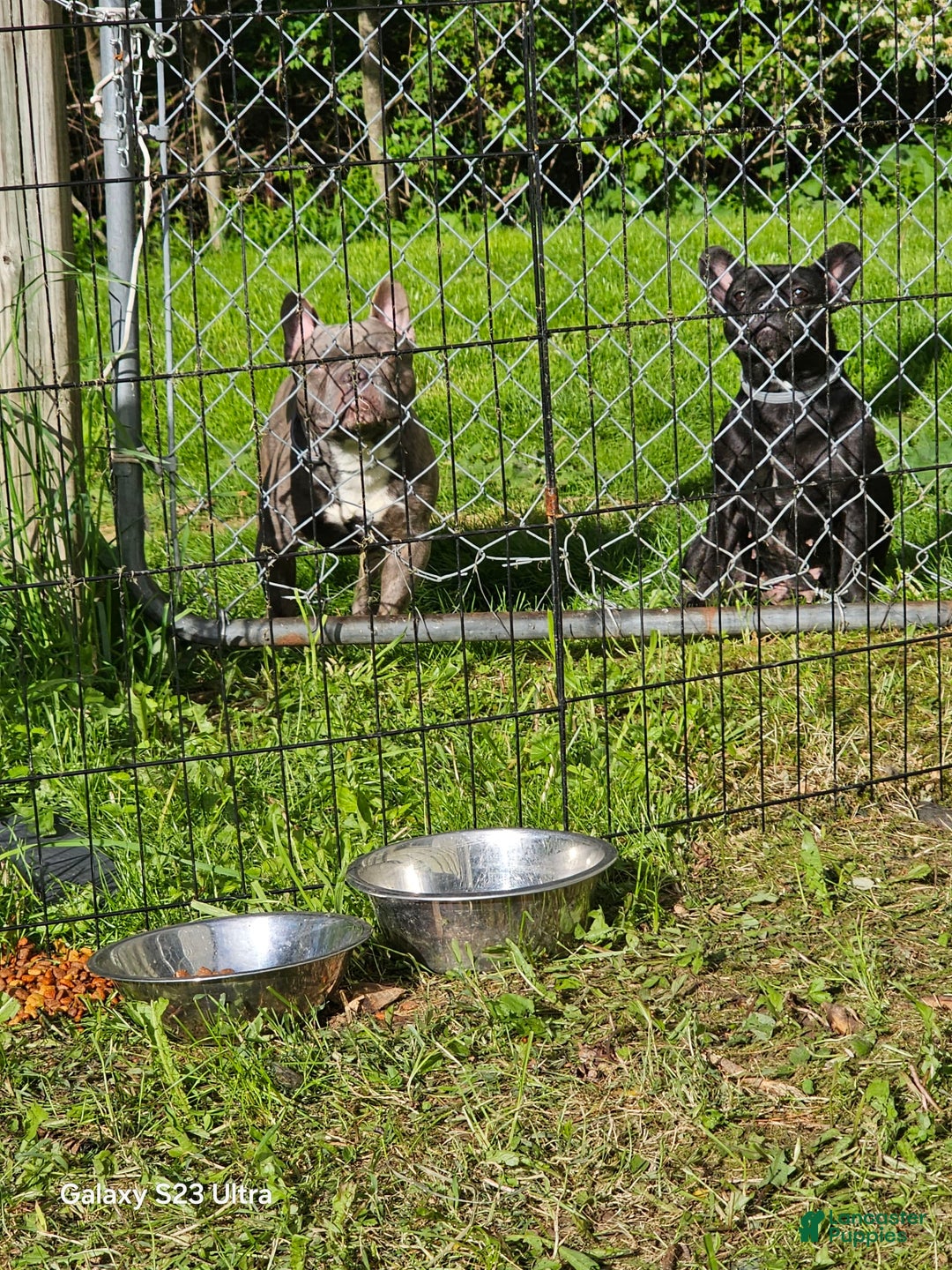 French Bulldog dogs for sale: Fluffy Female Liz - Image 12