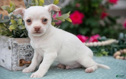 Chihuahua dogs for sale: Latte - Image 3
