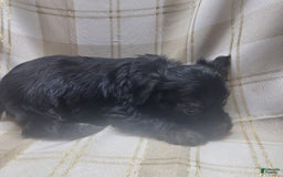 Yorkshire Terrier dogs for sale: Ernie - Image 6