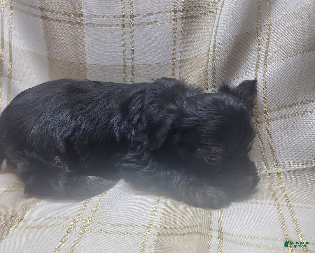 Yorkshire Terrier dogs for sale: Ernie - Image 6