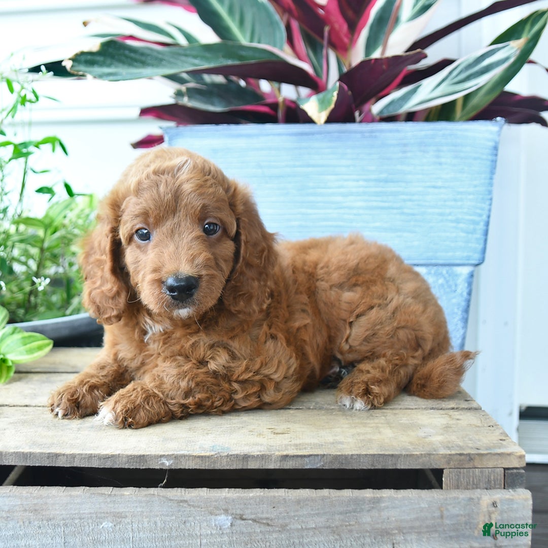 Mini Goldendoodle dogs for sale: Vinny - Image 5