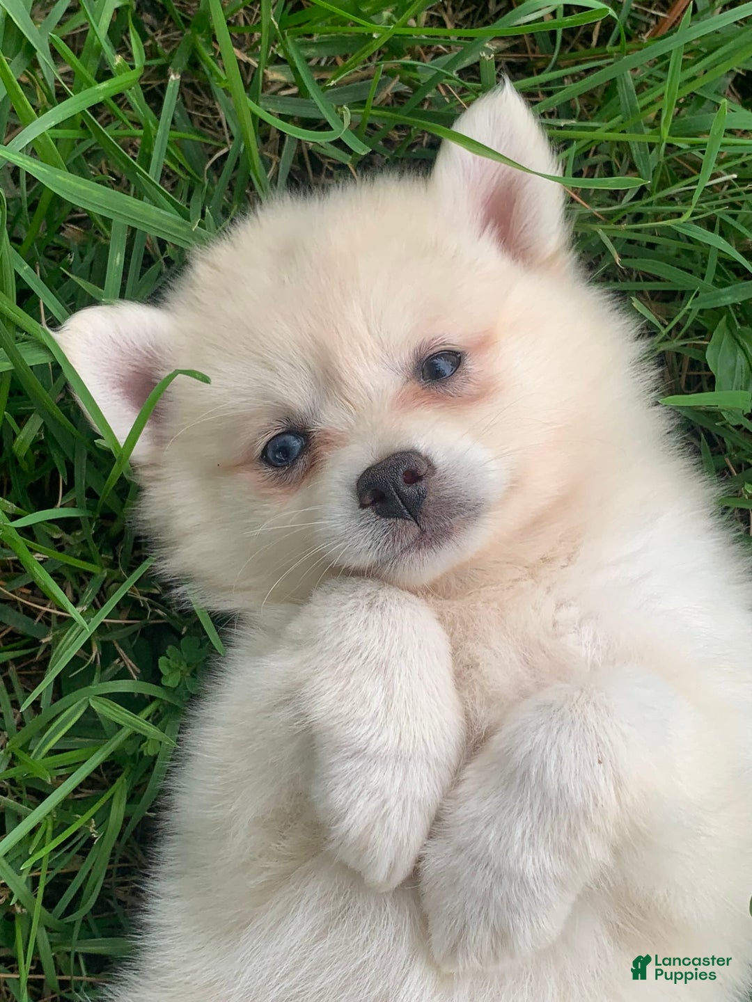Alaskan Klee Kai dogs for sale: Fluffy Lil Tiki - Image 8