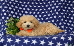 Maltipoo dogs for sale: Vaughn - Image 3