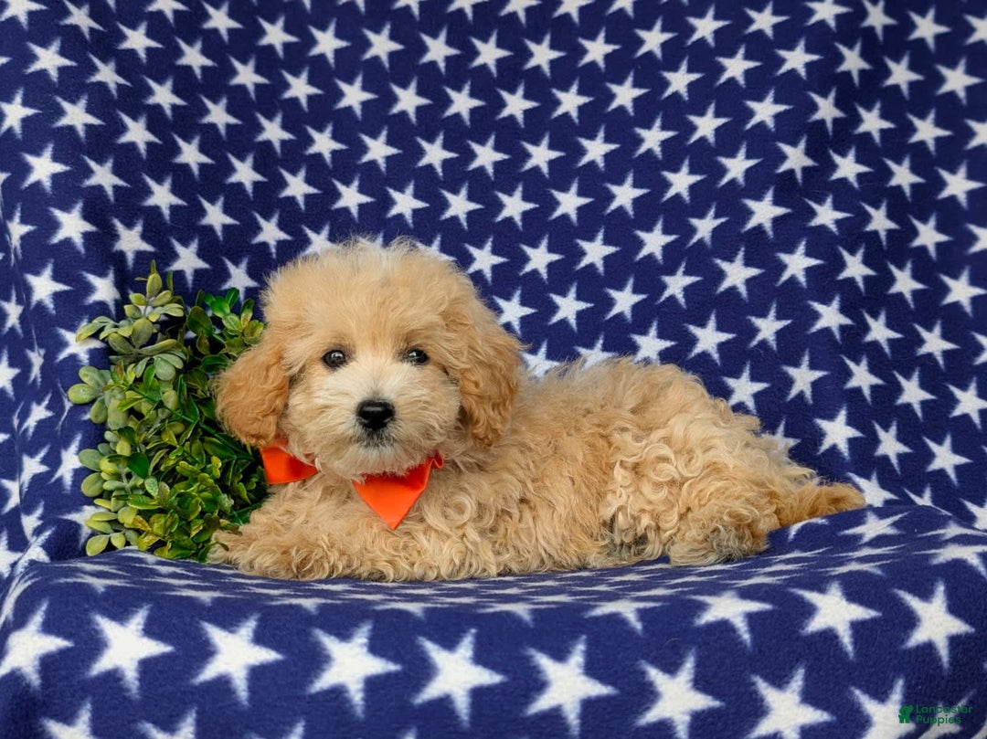 Maltipoo dogs for sale: Vaughn - Image 3