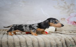 Miniature Dachshund dogs for sale: Ryder - Image 3