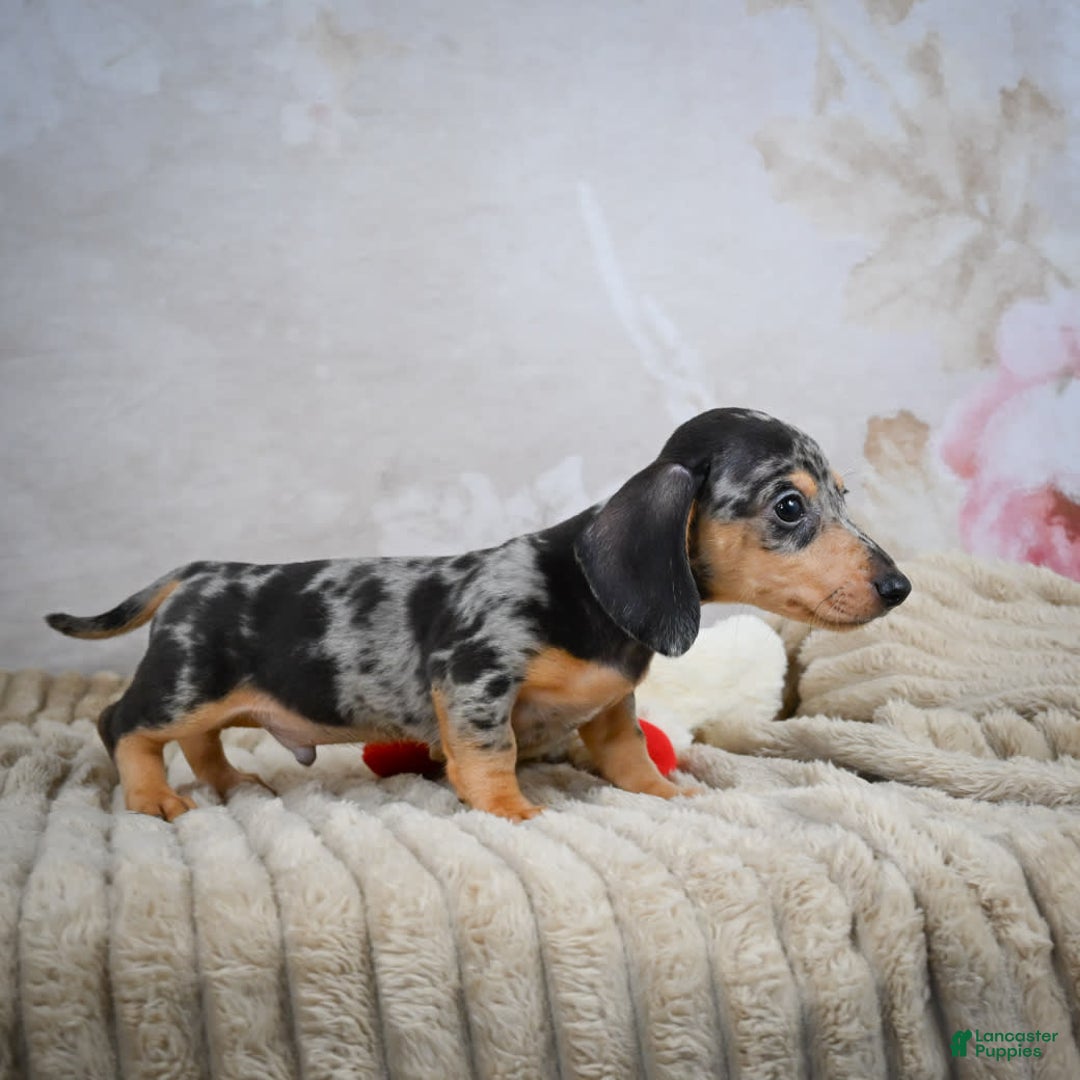 Miniature Dachshund dogs for sale: Ryder - Image 3