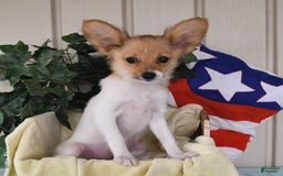 Papillon dogs for sale: Melody - Image 1