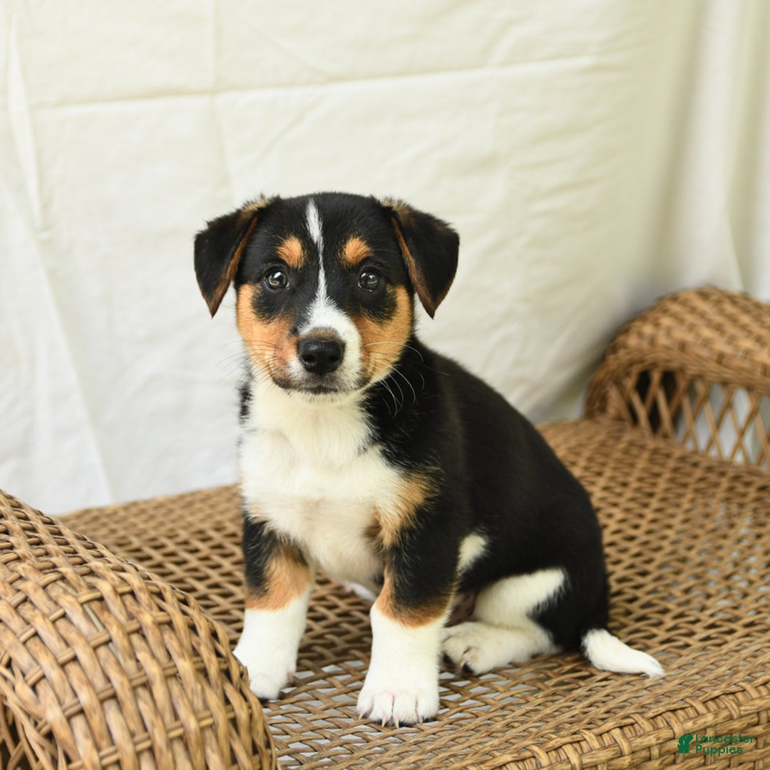 Jack Russell Terrier dogs for sale: Jack Russell Terrier 5 puppies - Image 12