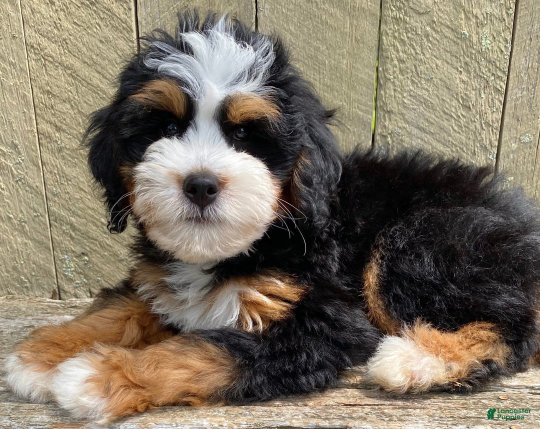 Mini Bernedoodle dogs for sale: 🧡 Boston Ma 🧡 Mini Bernedoodle - Image 5