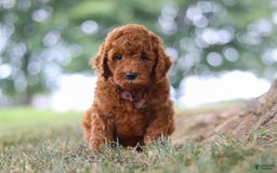 Mini Goldendoodle dogs for sale: Sonny - Image 3