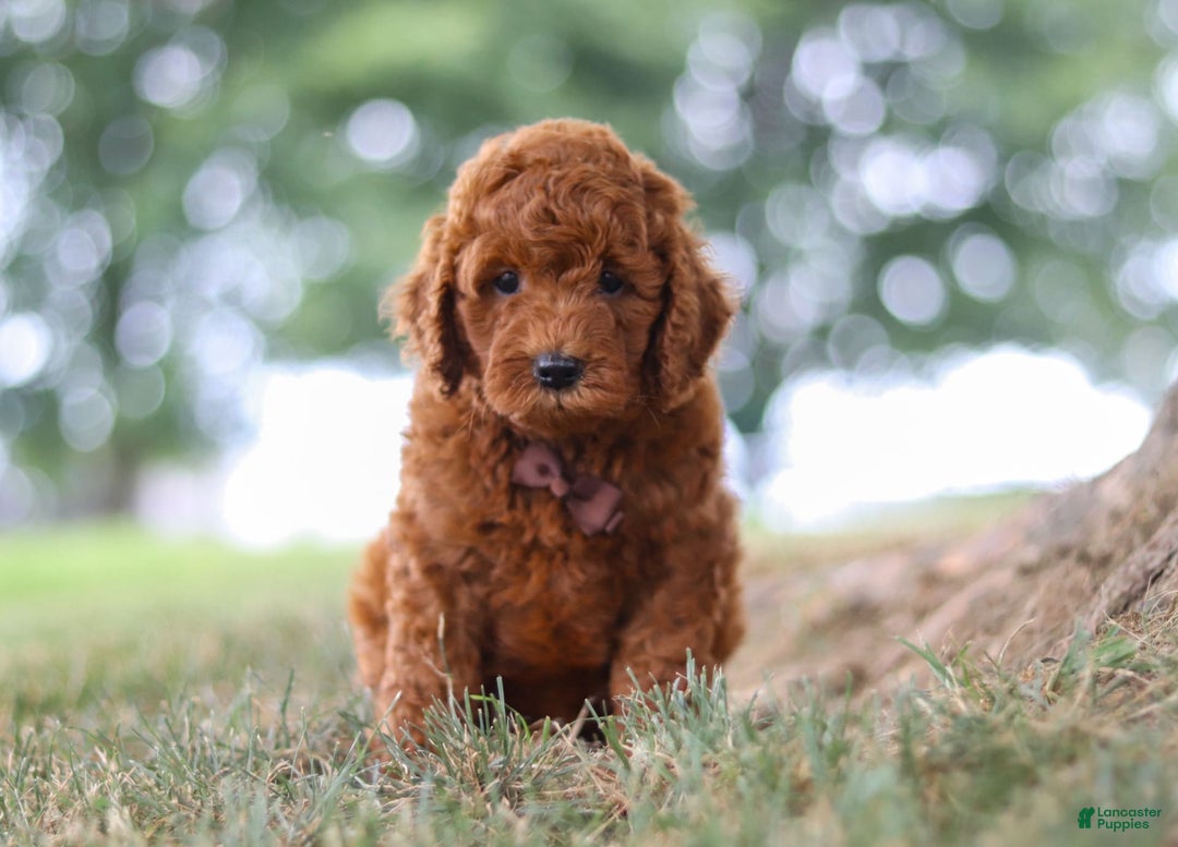 Mini Goldendoodle dogs for sale: Sonny - Image 3