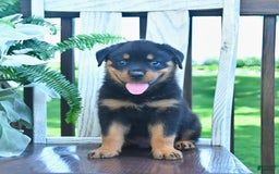 Rottweiler dogs for sale: Paxton - Image 1
