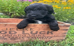 Goldendoodle dogs for sale: Skye - Image 8