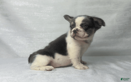 French Bulldog dogs for sale: ghost - Image 6