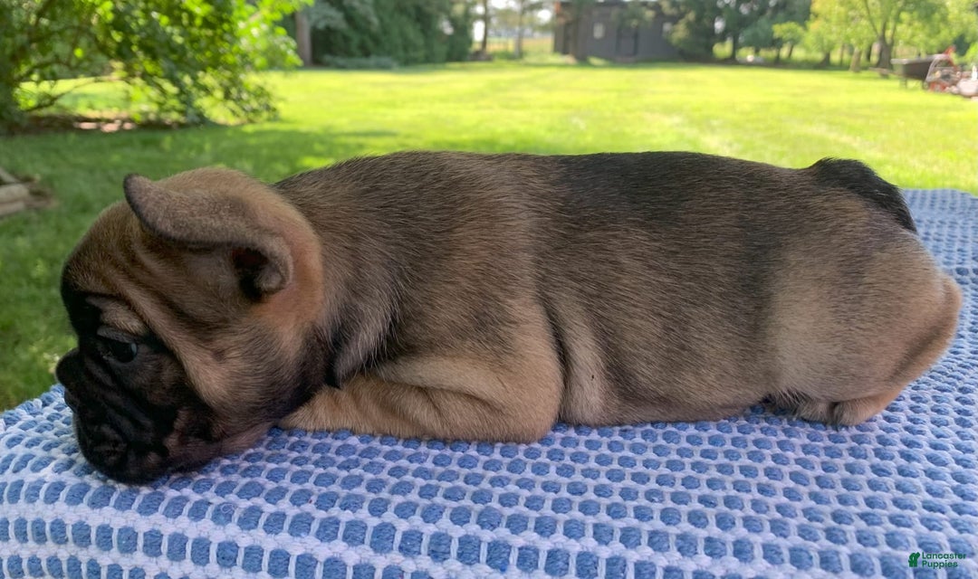 French Bulldog dogs for sale: Gigi - Image 4