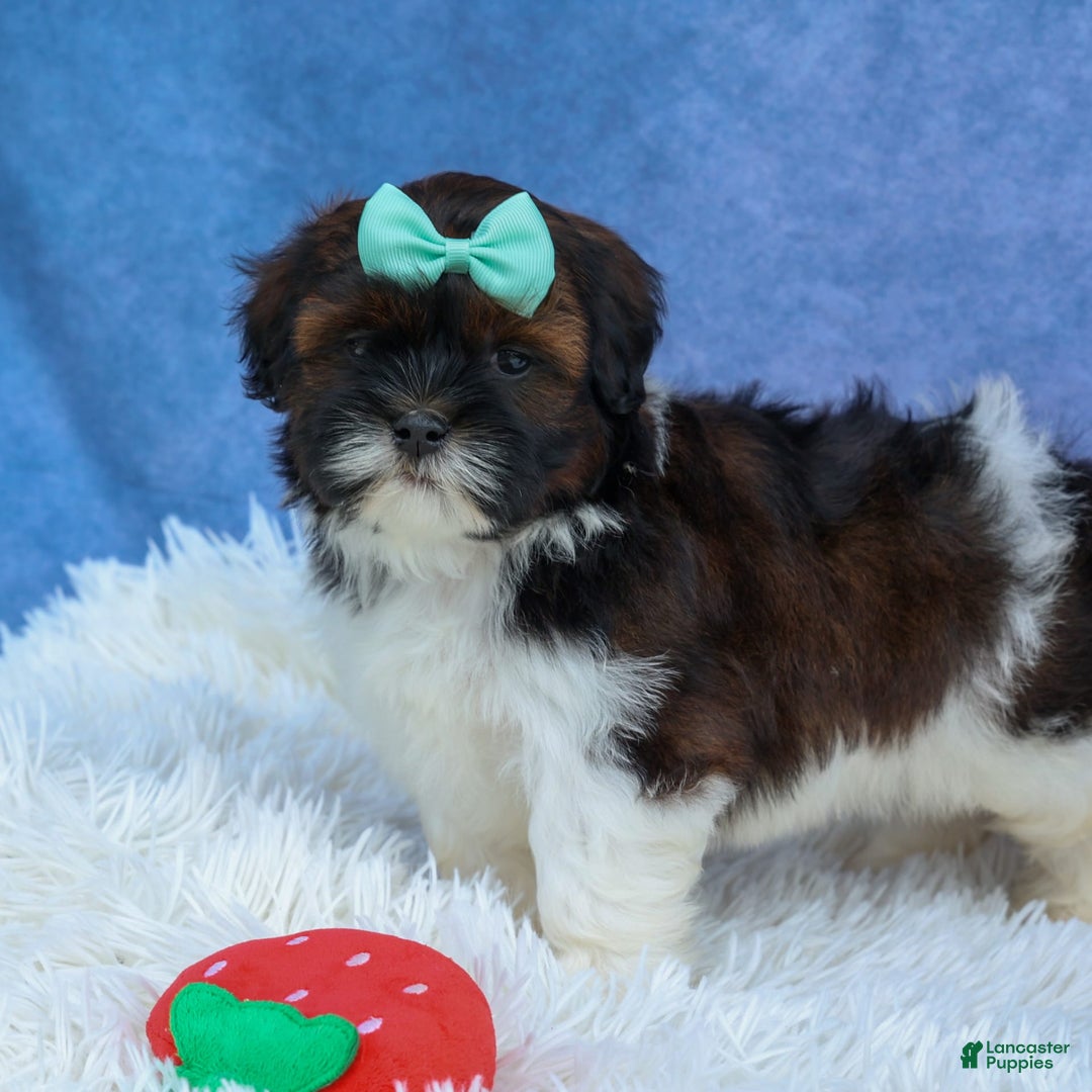 Shihpoo dogs for sale: King - Image 9